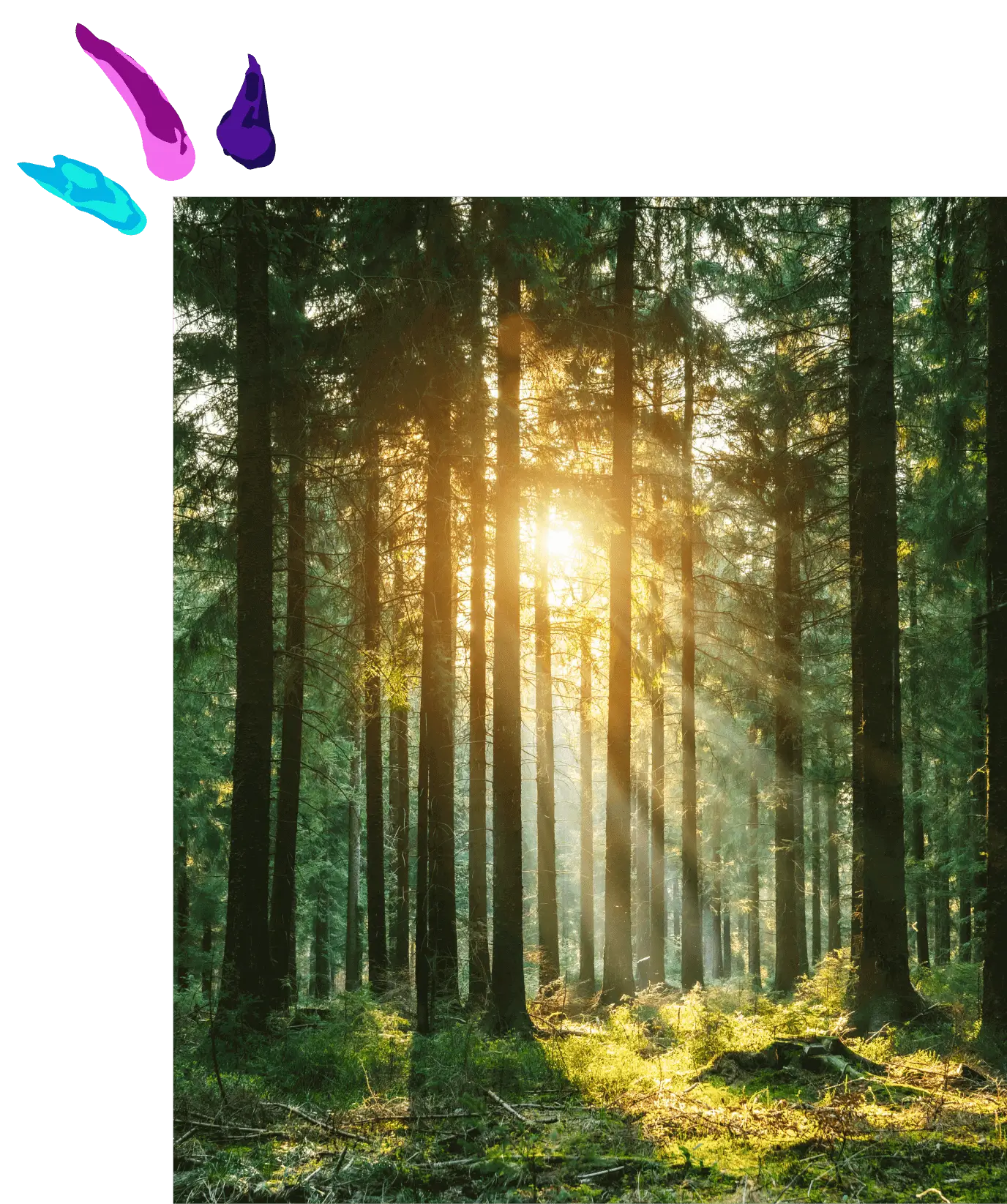 Sunlight streaming through tall pine trees in a forest.